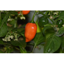Tropisches Chiliöl