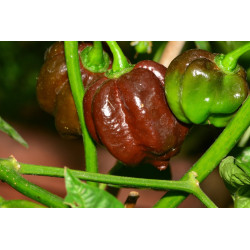 Habanero Choco