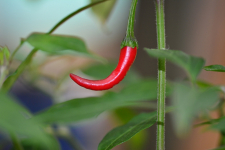 Cayenne Chili