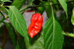 Trinitad Moruga Sorpion-Chili