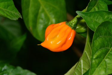 Habanero Mustard Chili