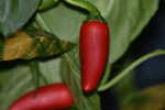 Jalapeno rot/grün