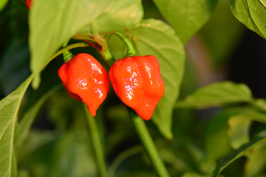 Habanero Rot