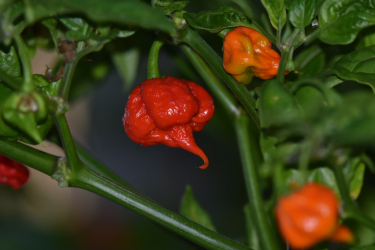 Carolina Reaper Chili