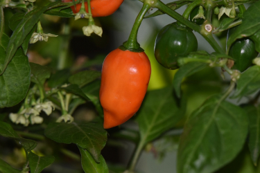 Habanero Naranja Piccante Chili